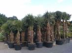 Trachycarpus fortunei palmboom / palmbomen te koop!!!!!!!!!!