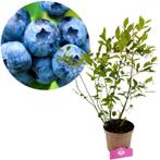 blauwe bes Vaccinium corymbosum Goldtraube + P, Tuin en Terras, Verzenden, Volle zon