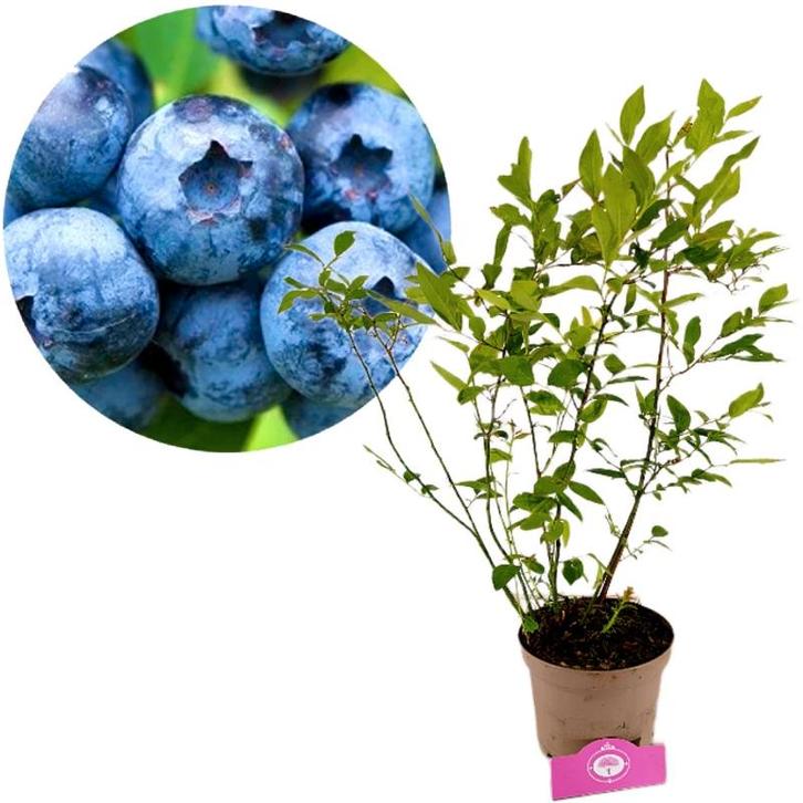blauwe bes Vaccinium corymbosum Goldtraube + P, Tuin en Terras, Planten | Fruitbomen, Volle zon, Verzenden