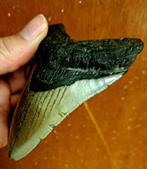 Megalodon - Fossiele tand - Otodus (Carcharocles) megalodon, Verzamelen
