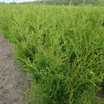 Thuja Brabant (groen, conifeer, Coniferen) (Coniferen), Ophalen of Verzenden, Siergrassen, Volle zon
