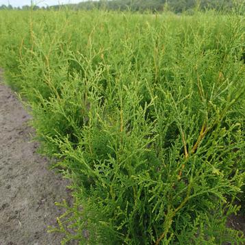 Thuja Brabant (groen, conifeer, Coniferen) (Coniferen) beschikbaar voor biedingen