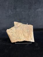 Dinosaurus - Fossiel bot - Tricératops - 9.5 cm - 13 cm, Verzamelen