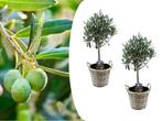 Set van 2 olijfbomen incl. mand, Tuin en Terras, Planten | Fruitbomen