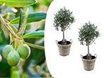 Set van 2 olijfbomen incl. mand, Tuin en Terras, Planten | Fruitbomen