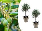 Set van 2 olijfbomen incl. mand, Tuin en Terras, Planten | Fruitbomen