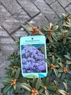 DwergRhododendron (Augustinii Group) Luisella 20/30cm, Ophalen