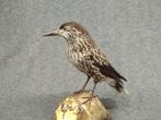 Siberische specht Taxidermie volledige montage - Nucifraga, Nieuw