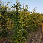 Zuilhaagbeuk - Carpinus betulus Fastigiata - Omtrek: 18-25 c, Ophalen of Verzenden