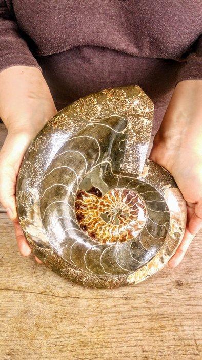 Ammoniet - Gefossiliseerd dier - Aioloceras (Cleoniceras), Verzamelen, Mineralen en Fossielen