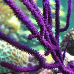 Pseudopterogorgia elisabethii (Purple frilly gorgonian) L (O, Dieren en Toebehoren, Ophalen of Verzenden, Nieuw