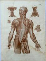 Anatomisch model (3) - Papier - 1850-1900 - Anatomische, Antiek en Kunst