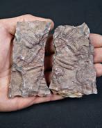 Trilobiet - Fossiele sterfteplaat - Placa Trilobite positivo