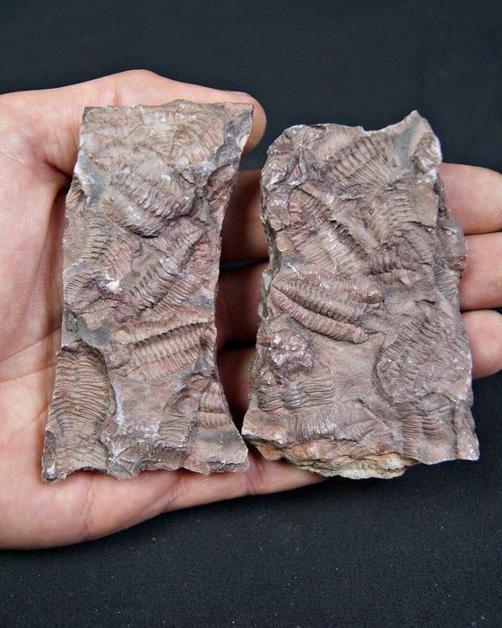 Trilobiet - Fossiele sterfteplaat - Placa Trilobite positivo, Verzamelen, Mineralen en Fossielen