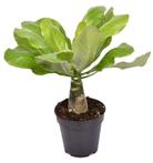Brighamia insignis ‘Hawaii Palm’