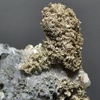 Fantastisch Inheems Zilver Exemplaar - Hoogte: 6 cm -