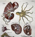 Matthäus Merian (b1593) Hand coloured folio, Marine Life:, Antiek en Kunst