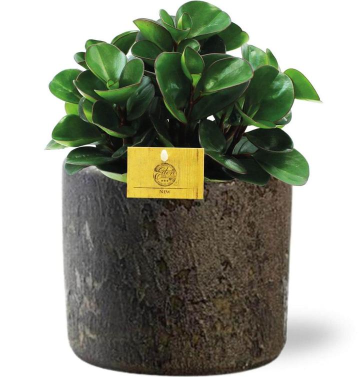 Peperomia Burning Bush - Ø15cm - 25cm + Maas Pot D16x14cm -, Tuin en Terras, Bloembollen en Zaden, Verzenden