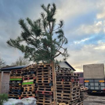 Grove den hoogstamboom - Pinus sylvestris - Omtrek: 10-14 cm beschikbaar voor biedingen