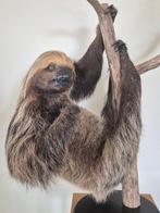 Luiaard Taxidermie volledige montage - Choloepus didactylus, Verzamelen, Nieuw