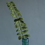 Vilt - Tak met Blaadjes - Eucalyptus - Groen - 55cm - Fairtr, Ophalen of Verzenden, Nieuw