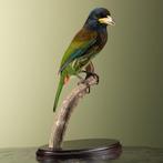 Grote Baardvogel Taxidermie Opgezette Dieren By Max, Ophalen of Verzenden, Nieuw, Vogel, Opgezet dier