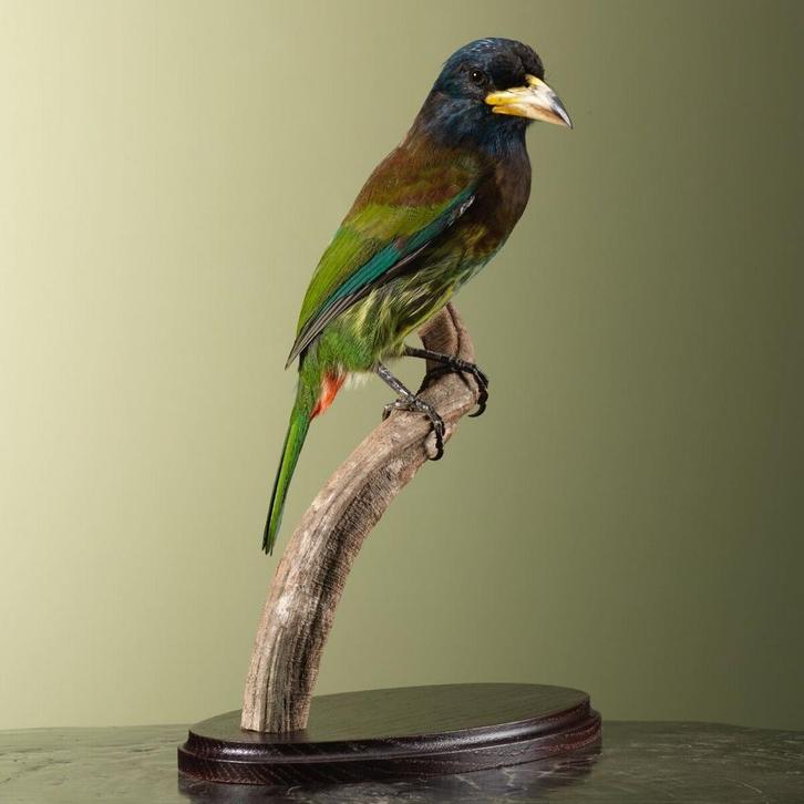 Grote Baardvogel Taxidermie Opgezette Dieren By Max, Verzamelen, Dierenverzamelingen, Opgezet dier, Nieuw, Vogel, Ophalen of Verzenden