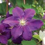 Clematis Jackmanii paars, Tuin en Terras, Planten | Tuinplanten, Halfschaduw, Zomer, Vaste plant, Klimplanten