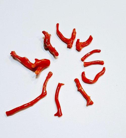 Koraal Koraal - Corallum rubrum (Zonder Minimumprijs), Verzamelen, Dierenverzamelingen