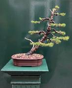 Spar bonsai (Picea) - Hoogte (boom): 41 cm - Diepte (boom):, Antiek en Kunst