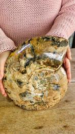 Nautilus - Fossiel skelet - Ammonite Cleoniceras - 5kg -