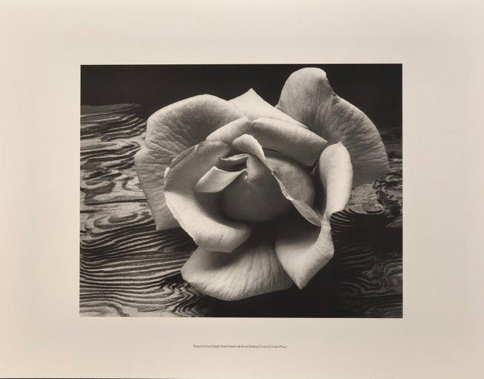 Ansel Adams (1902–1984) - Rose and Driftwood, 1932, Antiek en Kunst, Kunst | Designobjecten
