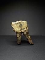 Wolharige neushoorn - Fossiele kies - Coelodonta