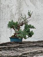 Jeneverbes bonsai (Juniperus) - Hoogte (boom): 10 cm -