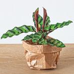 Planten terrarium pakket Calathea Lancifolia - Navulling & S, Verzenden