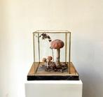 Anatomisch model - Glas, Hout - 1950-1960 - Botanisch, Antiek en Kunst