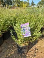 Salvia microphylla Blue Monrovia, Tuin en Terras, Ophalen
