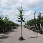 Eikenboom | Zomereik | BetuweBomen