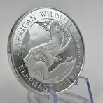 Somalië. 100 Shilling 2023 Wildlife Elephant Silver Coin, Postzegels en Munten, Munten | Europa | Niet-Euromunten