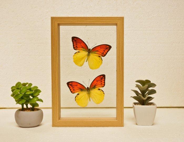 Vlinder Taxidermie volledige montage - Hebomoia leucippe -, Antiek en Kunst, Curiosa en Brocante