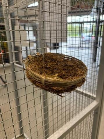 4345 kanarie nest cocos pitriet groot beschikbaar voor biedingen