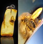 Barnsteen - Rare Baltic Amber Pendant - TABANID FLY