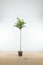 Prunus Accolade hoogstam