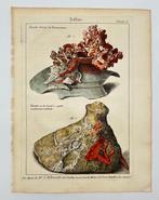 Dezallier d’Argenville (XVIII) - Hand-Colored Engraving from