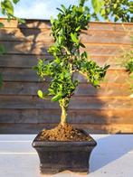 ilex bonsai (japanse hulst) - Hoogte (boom): 25 cm - Diepte, Antiek en Kunst