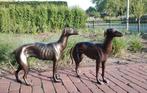 Beeldje - A pair of greyhounds (2) - IJzer