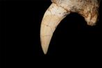 Zoogdier - Gefossiliseerde kaak - Machairodus horribilis -