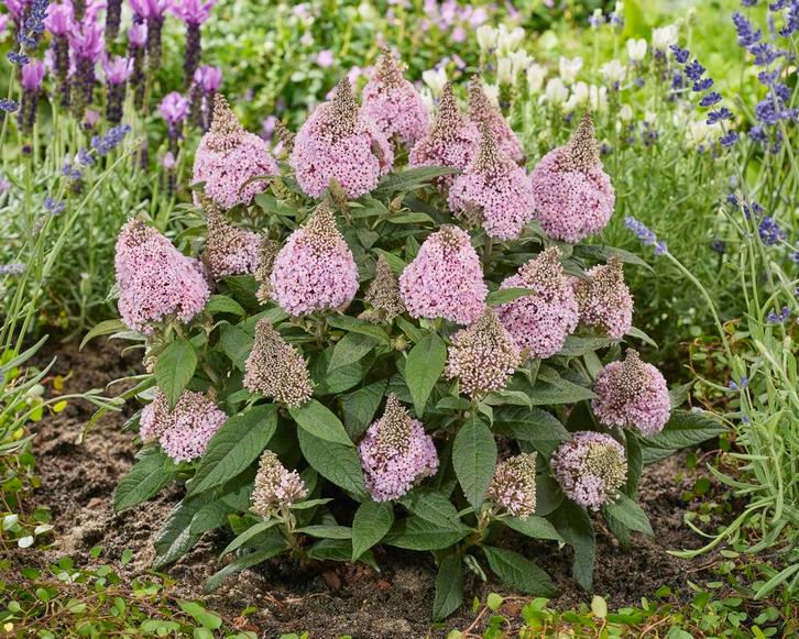 Vlinderstruik Buddleia Little Rockstars Pink: De Ster van..., Tuin en Terras, Planten | Struiken en Hagen, Vlinderstruik, Struik