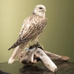 Giervalk Jong Taxidermie Opgezette Dieren By Max, Verzamelen, Dierenverzamelingen, Ophalen of Verzenden, Nieuw, Vogel, Opgezet dier