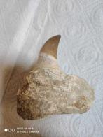 Mosasaurus Kaak - Sidi chenenne - 5 cm - 6 cm - 9 cm - (5), Antiek en Kunst, Curiosa en Brocante